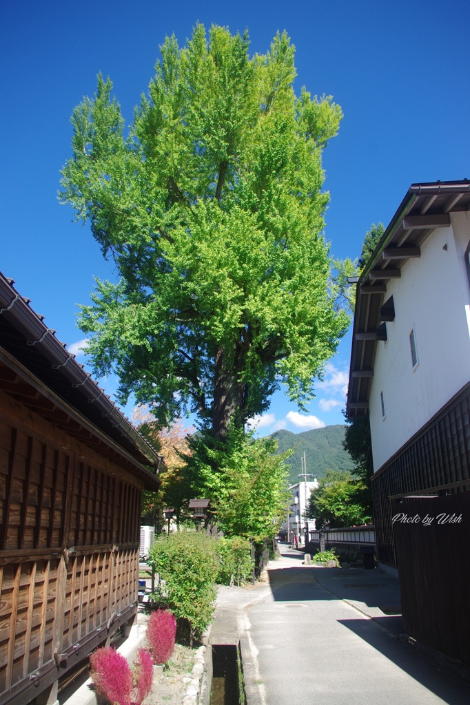 秋晴れの飛騨古川