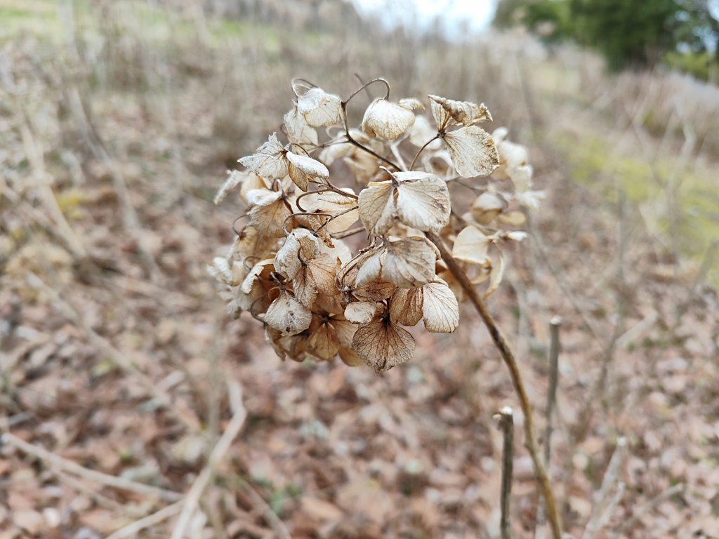 3月の紫陽花