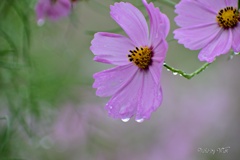 雨の秋桜