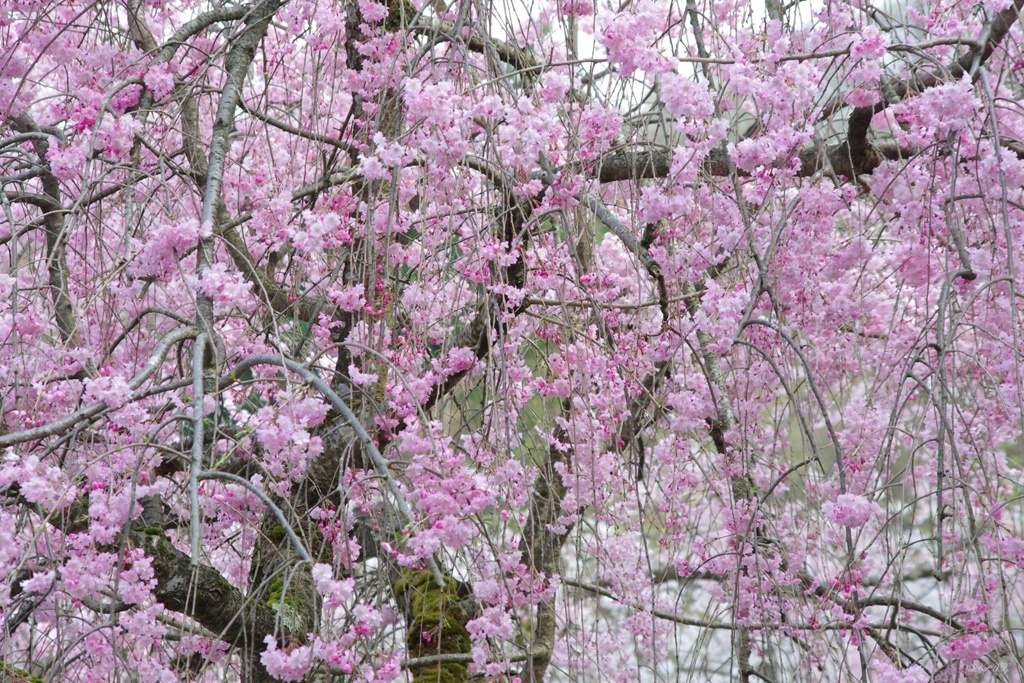 しだれ桜の木