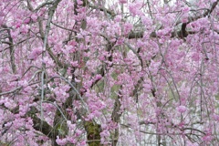 しだれ桜の木