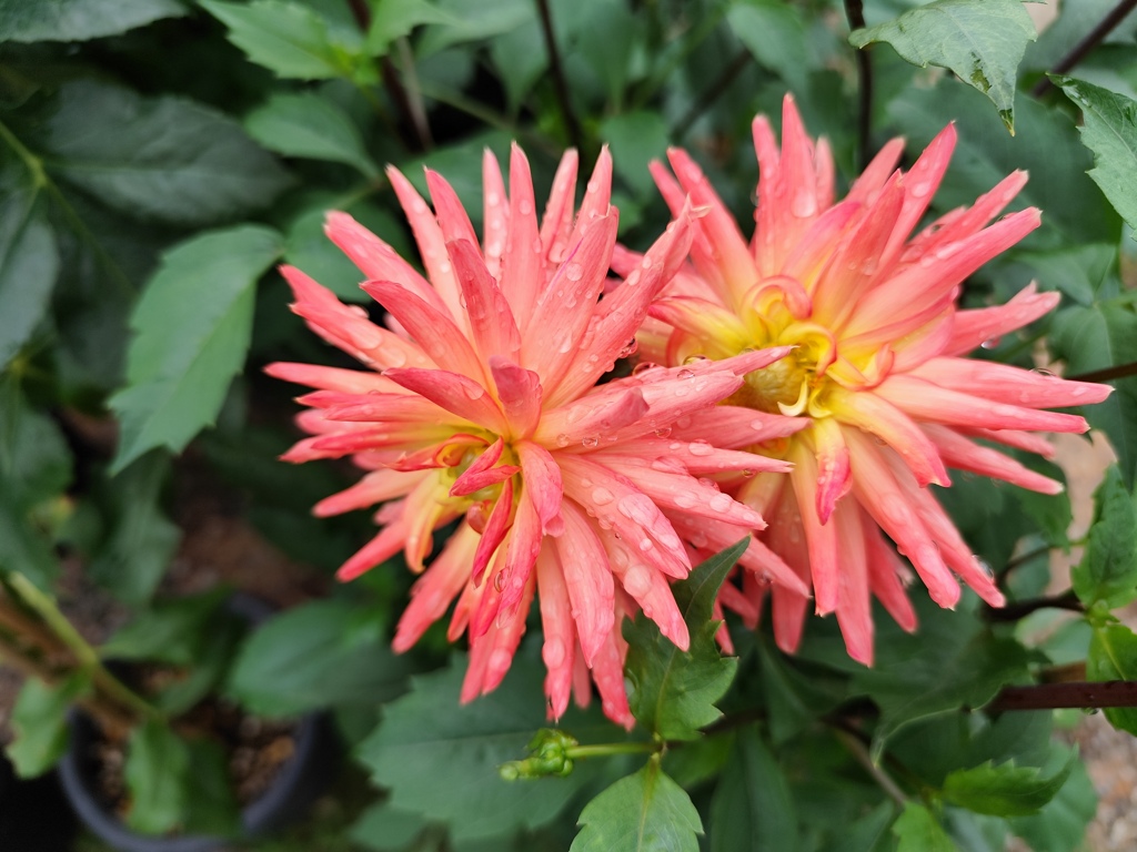 Twin　Dahlia