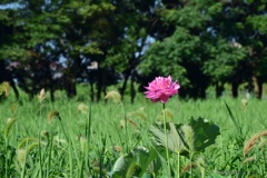 一株の花