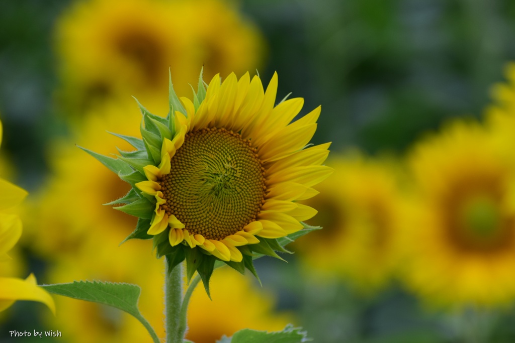 晩夏の開花