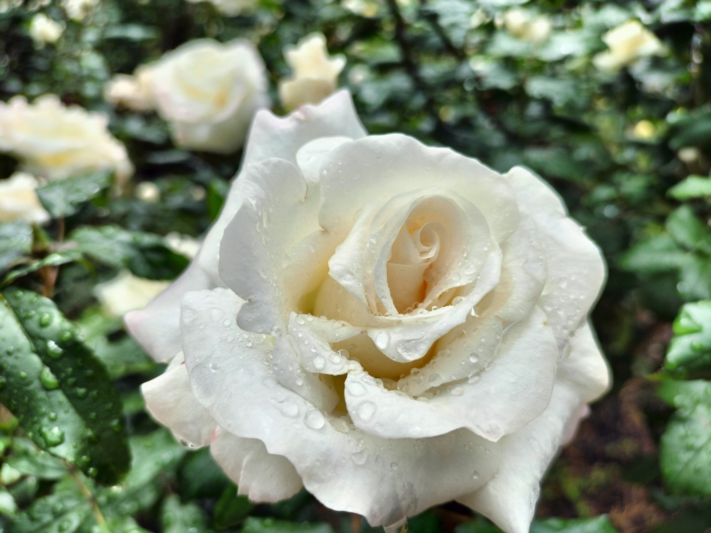 雫を纏う白薔薇