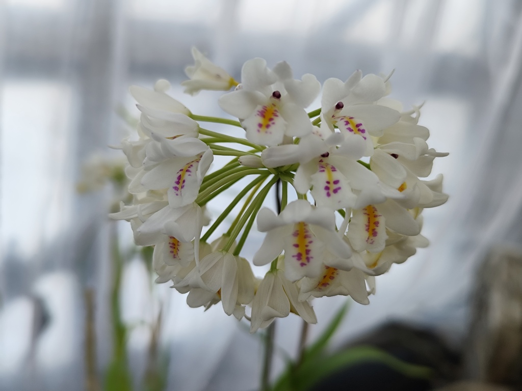 白い洋蘭
