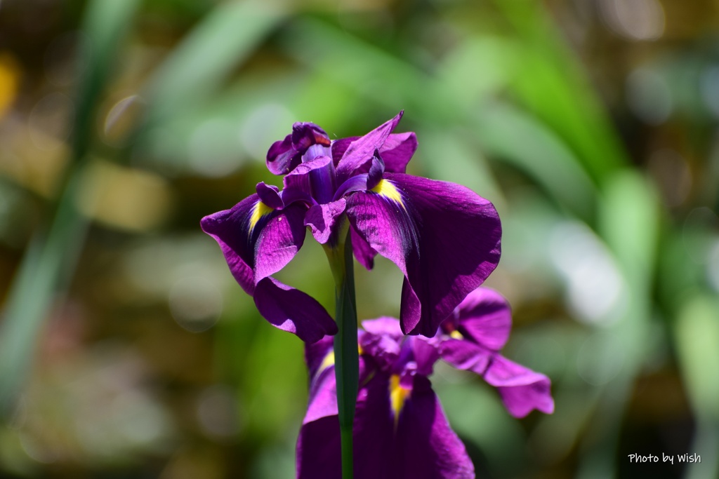 花菖蒲
