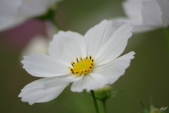 White　Cosmos