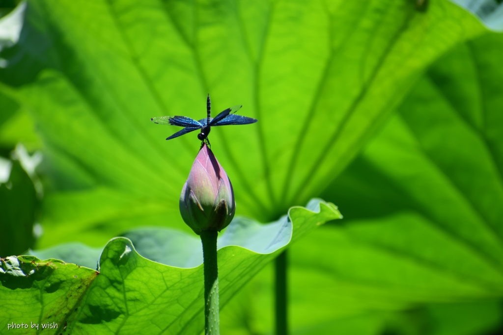 蕾の上で