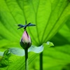 蕾の上で