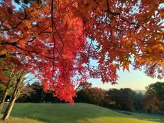 紅葉に染まる