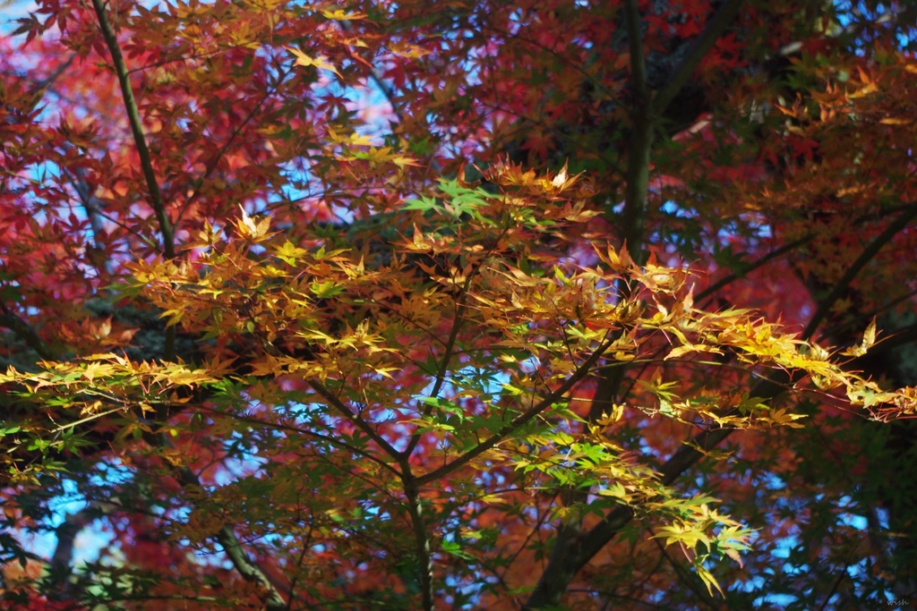 Colorful gradation