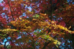 Colorful gradation