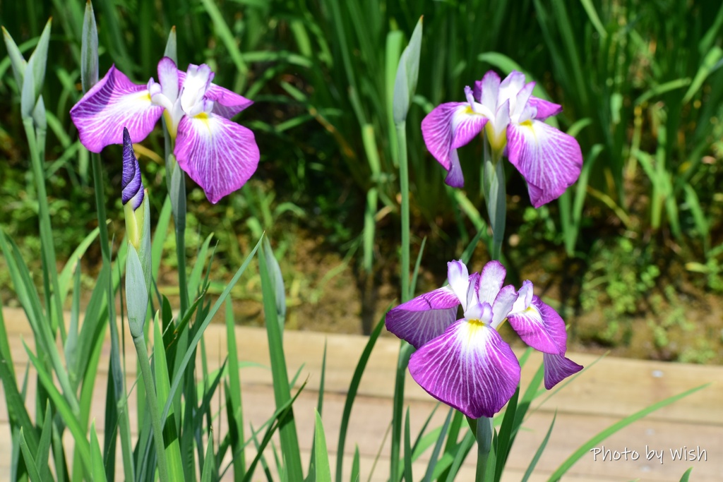 華麗に咲く花菖蒲