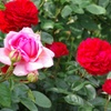 Ｐｉｎｋ＆Ｒｅｄ