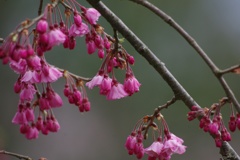 枝垂れ桜