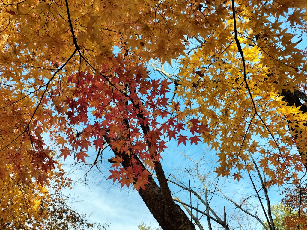 秋空と紅葉