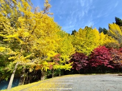 秋晴れの黄葉と紅葉