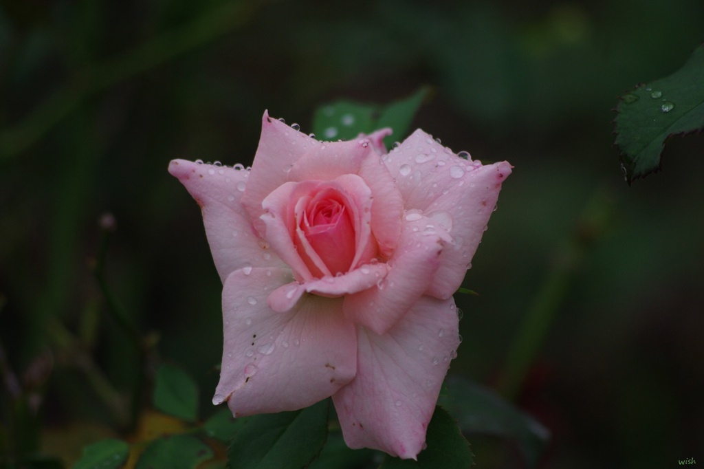 雨あがりの装飾➁