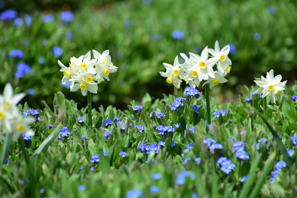 春の花