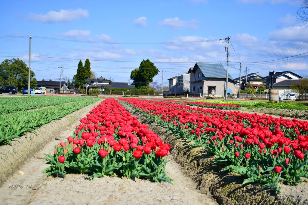 赤いチューリップ畑