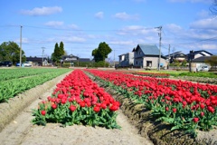 赤いチューリップ畑