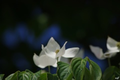 揺らり揺らぐ山法師