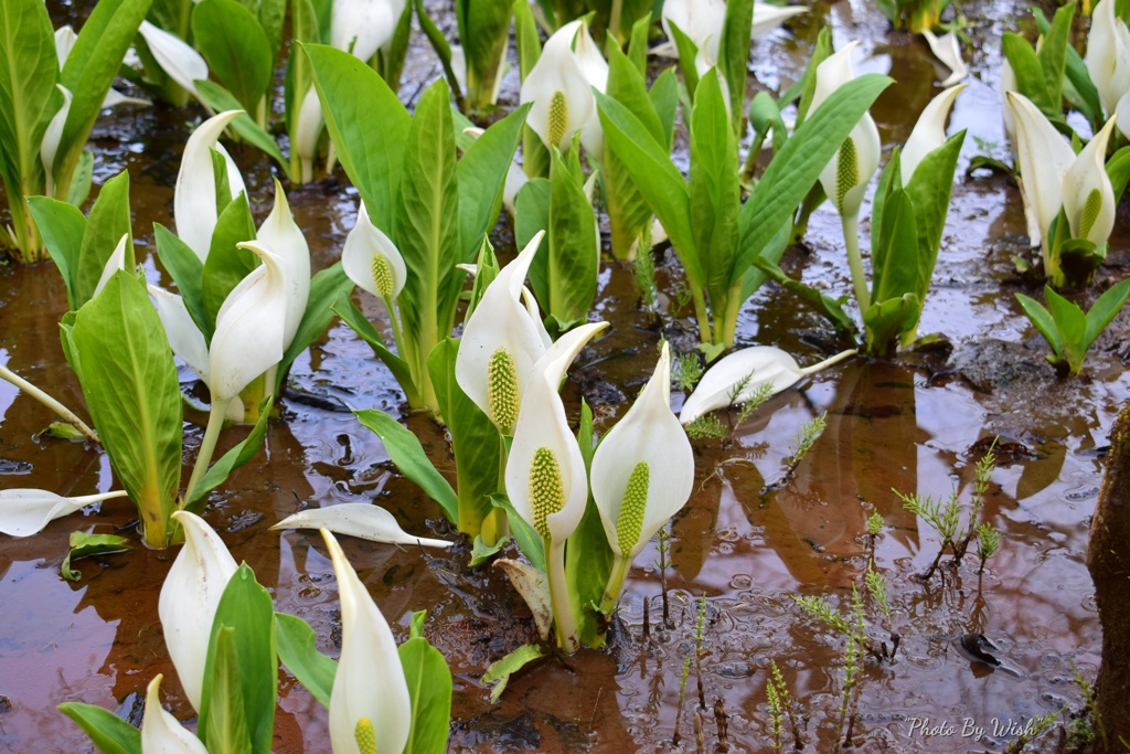 水芭蕉