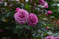 6月の薔薇