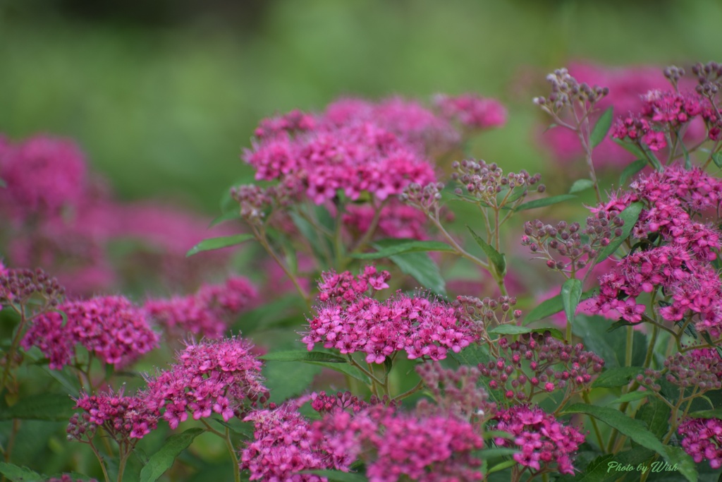 小粒の花々