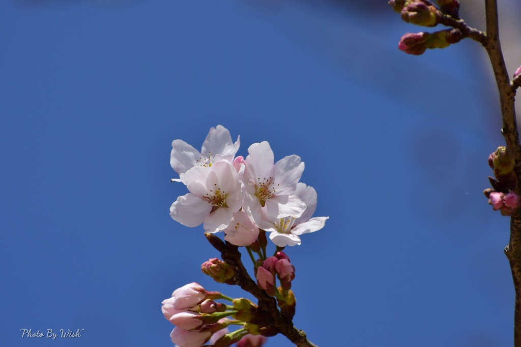 ソメイヨシノ開花