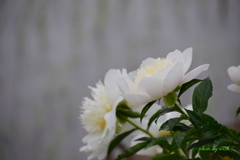 芍薬