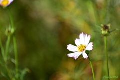 小さな秋桜