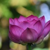 美形の花姿