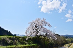 向野の桜