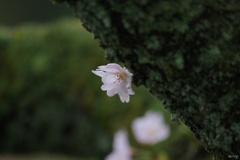 苔と胴咲き