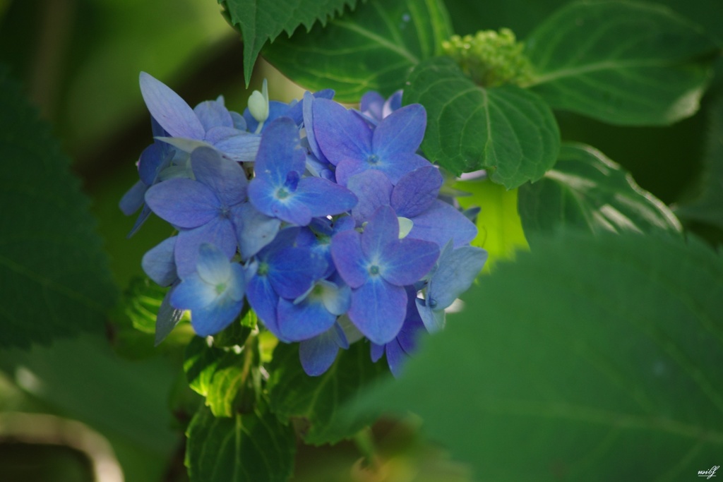 今年初の紫陽花