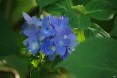 今年初の紫陽花