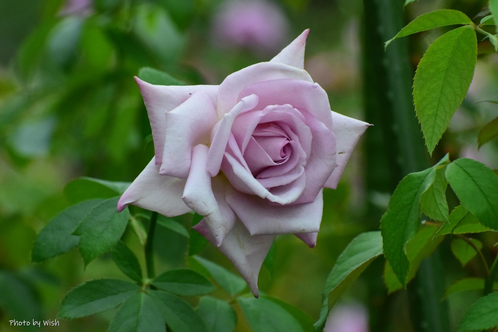秋薔薇