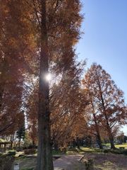 メタセコイアのきらめき