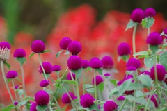 花園②