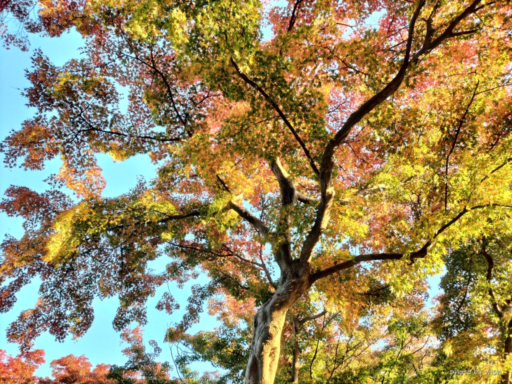 黄葉から紅葉へ