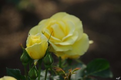 薔薇の寄り添い