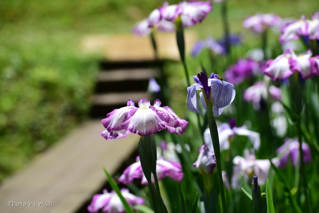 頼成の森