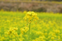 菜の花