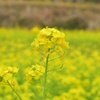 菜の花