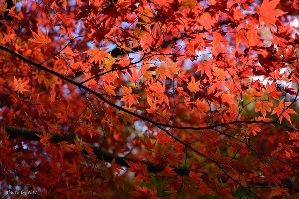 紅葉に染まる