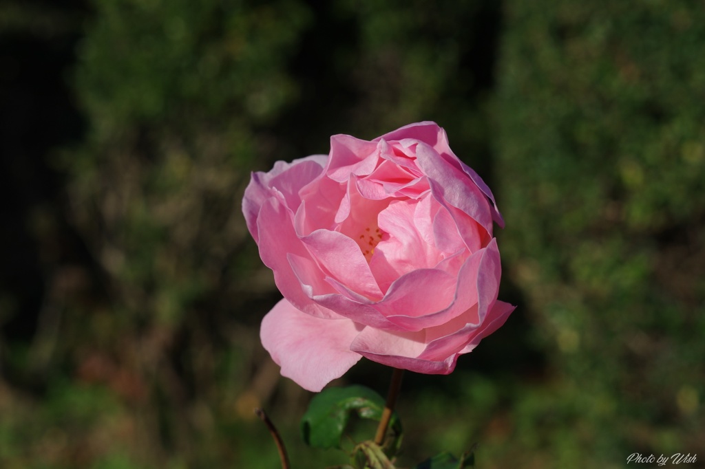 １１月の薔薇