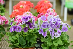 春の草花