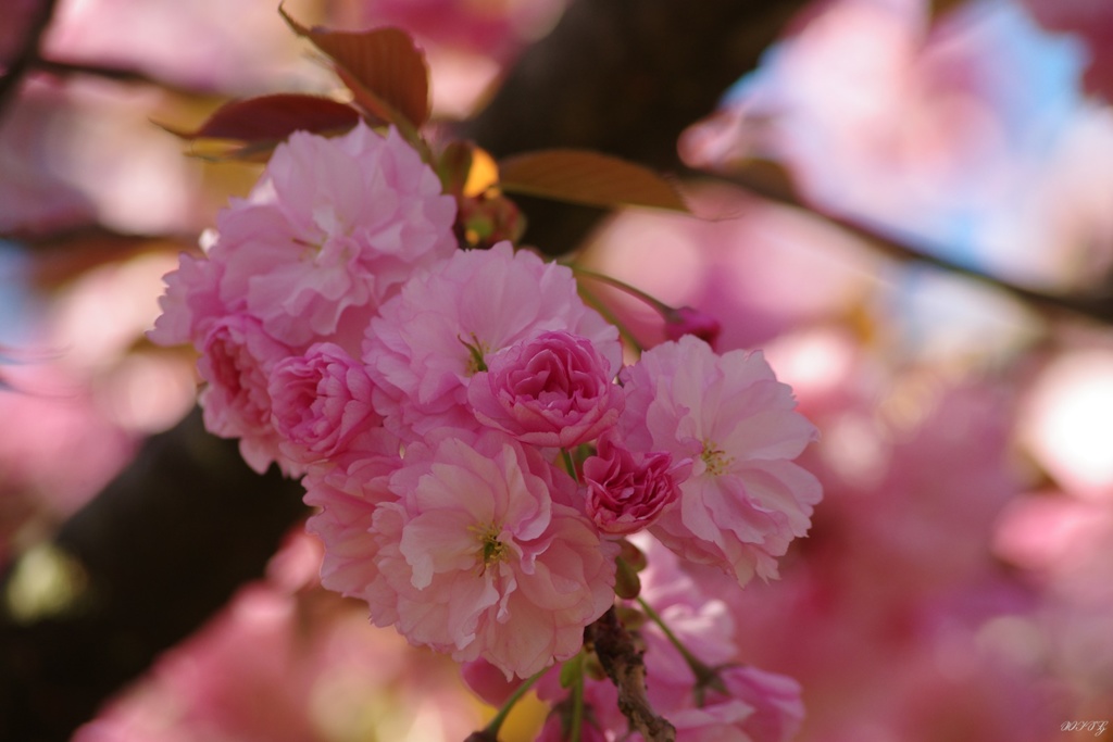 ピンク色の八重桜